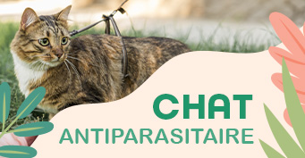 Antiparasitaire chat